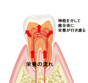 神経があることで血管から栄養が歯に行き渡ります